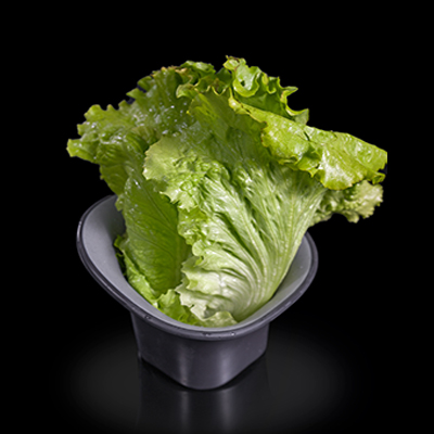 Lechuga Batavia